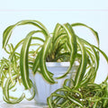 Curly Spider Plant Live 4 Inch Pot, Trailing Spider Vine Houseplant Live Indoor Planting (Green Spider)