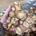 Set 5 of Jerusalem Artichoke Live Tubers, Sunchoke Bulbs for Planting, Vegetable Plant Garden