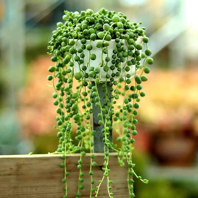 String of Pearls Plant Live, Succulent Trailing Vine, Indoor Houseplant Live in Pot