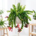 Curly Lipstick Plant Live, Red Curly Lipstick Plants Live Houseplants, 3 Inc Pot, 3-5 Inc Tall, Rare Trailing Indoor Plant for Home and Office Display