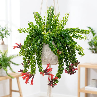 Curly Lipstick Plant Live, Red Curly Lipstick Plants Live Houseplants, 3 Inc Pot, 3-5 Inc Tall, Rare Trailing Indoor Plant for Home and Office Display