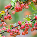 Crabapple Tree Live Plant 6 to 10 Inch Tall, Crabapple Plant Live Well Rooted Starter Plant Zones 4 to 9