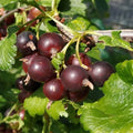 Gooseberry Currant Cross Gooseberry Plant Live for Planting, Edible Berries Starter Plant 5-9 Inc Tall