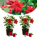 Set 2 Red Mandevilla Live Plant Vine, Mandevilla Plant, 4-6 Inches Tall, Climbing Shrubs for Trellis and Outdoor Garden