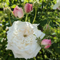 Creamy White Rose Bushes Ready to Plant, Climbing Roses Live Plants Fragrant, 6-8 Inc Tall in Pot, Year-Round Blooming, Can Grow as Bush or Climber