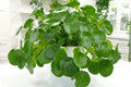 Set of 2 Money Plant Live, Pilea Peperomioides Plants, 4 to 6 Inches Long, Live Money Plant for Garden