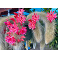 Trailing Monkey Tail Cactus Live Plant, 10-15 Inch Bare Root, Rare Succulent Plant for Indoor Growing, Pots and Hanging Planters