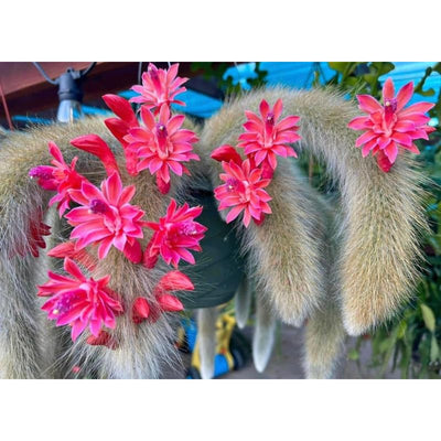 Trailing Monkey Tail Cactus Live Plant, 10-15 Inch Bare Root, Rare Succulent Plant for Indoor Growing, Pots and Hanging Planters