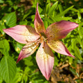 2 Yellow Red Lily Bulbs, Giant Lily Flower Bulbs for Planting, Lily Flowering Bulbs, Lily Spring Bulbs, Outdoor Indoor Flower Bulbs to Plant