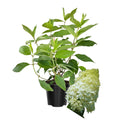 Hydrangea Bush Plant, Lime Hydrangea Tree Live Plant, Hydrangea Live Plant, 6 to 9 Inches Long, Live Hydrangea Plant