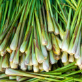 5 Lemongrass Plants Well Rooted, Lemon Grass Herb Stalks 5-8" Tall, Perennial Lemongrass for Growing Outdoor