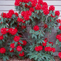 Big 1 Gallon Rich Red Rhododendron Plants Live, 1-3 Years Old Azalea Plants Live Shrubs Bushes for Planting, Very Well Rooted