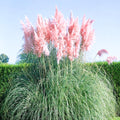 Pink Pampas Grass Plants, Pink Pampas Grass Plants Live 4 Inches No Pot for Growing