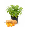 Cape Gooseberry Live Plant, Sweet and Tangy Yellow Berry, 7-10" Tall in 4 Inch Pot, Gardens and Containers Planting