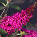 Potted Butterfly Bush Live Plant, 5-9" in Tall, Cold Hardy, Spring Outdoor PlantingBlooms Summer to Fall, Dormant in Winter (Cranberry Buddleia Plant)