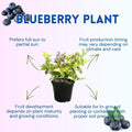Northern Highbush Blueberry Live Plant, 4 Inches Pot, Sweet Blueberry Fruit Bush Live Plant for Planting in Garden, Spring Plant