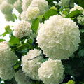 Old Fashion Snowball Viburnum Plant Live in 4 Inc Potted, 6 Inc to 12 Inc Tall, Viburnum Bush Plant Pot