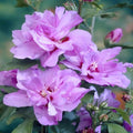 1 Lavender Rose of Sharon Plant Live 4 Inch Pot, Hibiscus Plant with Stunning Flowers, Lavender Althea Hibiscus Syriacus