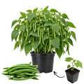 Live Green Bean Plant, Bean Bush Plants, 3-5 Inches Tall