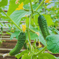 Set 2 Green Cucumber Plants Live, 4-7'' Tall, Vine Vegetable Plant Starter