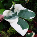 2 White Green Colocasia Live Plants, Alocasia Elephant Ear Live Plant for Growing, 4-6" Tall, Cold Hardy, Indoor Outdoor Planting
