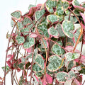 Variegated String of Hearts Plant Live, Trailing Succulent Plants 2.5 Inch Pot, Succulent Houseplants for Indoor Planting