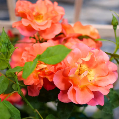 Roses Plant Live, in Pot, Fragrant Roses Flowers, Everblooming Ornamental Garden (Orange)