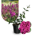 Potted Butterfly Bush Live Plant, 5-9" in Tall, Cold Hardy, Spring Outdoor PlantingBlooms Summer to Fall, Dormant in Winter (Dark Red Buddleia Plant)