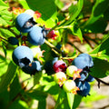 Blueberry Bushes Live Plant, 8-15 Inch Tall, Sweet Blueberry Plant Live for Planting, Berries Fruit Trees Live Plants (North Blueberry Plant)