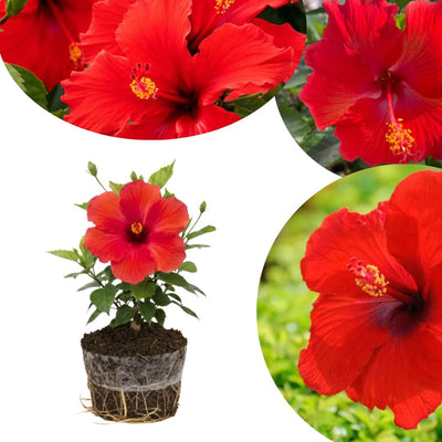 Hardy Hibiscus Plants Live Well-Rooted, Red Flowers Hibiscus Tree Live Plant for Outdoor Full Sun Spring Planting, 5-9" in Tall, Perennial Growing