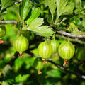 Sweet Gooseberry Plant, 5-7" Live Gooseberry Starter Plant in Soil, No Pot - Edible Berry Fruit Shrub, Cold Hardy Outdoor Garden Plant