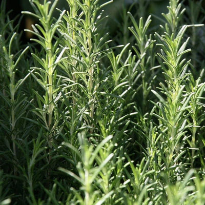 06 Rosemary Plants Live for Indoors, Fragrant Herbs Live Plant Indoor Outdoor Spring Planting, 4-8" in Tall, No Pot, (Fast-Growing Rosemary)