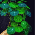 XL Large Stephania Cephalantha Bulb Size 2.5" to 3" Wide, Large Size for Fast Growing Stephania Plant Indoor Outdoor, Erecta Caudex Like, Rare Succulent Houseplant