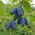 Honeyberry Plant, Honey Berry Plants, Haskap Berry Plant, 4-8 Inc Tall, Sweet Berries for Backyard and Outdoor Garden