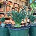 Albuca Spiralis Frizzle Sizzle Plant, Live Houseplant in 3.5 Inch Pot, Curly Succulent for Indoor Planting