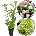 Hydrangea Live Plant in 2.5 Inc Pot, Hydrangea Tree Shrub Bush Perennial Outdoor Planting, Change Color Each Season (Pink Reblooming)