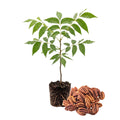 Pecan Tree Live Plant, Outdoor Garden Nut Tree, 1-1.5 Ft Tall