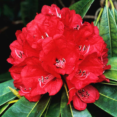 1-2 Ft Rhododendron Plants Live Bush Shrubs in 1 Gallon Pot for Planting, Azalea Bush Ready Plant, Live Rhododendron Plant Azalea (Red)