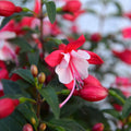 Pack 2 Fuchsia Plants Live, Vibrant Fuchsias Hanging Flowering Plant 3-5 Inches, Gardens, Patios, and Indoor Growing (White Red Flowers)