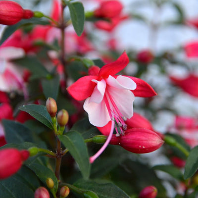Pack 2 Fuchsia Plants Live, Vibrant Fuchsias Hanging Flowering Plant 3-5 Inches, Gardens, Patios, and Indoor Growing (White Red Flowers)