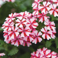 Pack 3 Bicolor Red White Verbena Plants Live Perennial Ground Cover, No Pot, 5-9" in Tall, Can Grow As Trailing Bushes, Spring Flowers