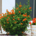 Fragrant Cape Honeysuckle Bush Climbing, Honeysuckle Plant Live Vine, Lonicera Perennial Honeysuckle Plants Bushes Shrubs, from 4 Inch Tall