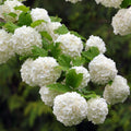 Viburnum Plant Live, Snowball Bushes Plant in 4 Inches Pot, Viburnum Live Plant, 6 to 8 Inc Long