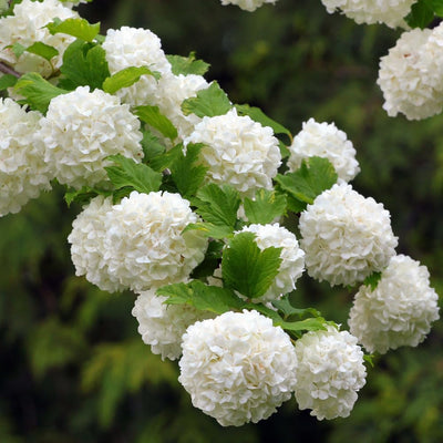 Viburnum Plant Live, Snowball Bushes Plant in 4 Inches Pot, Viburnum Live Plant, 6 to 8 Inc Long