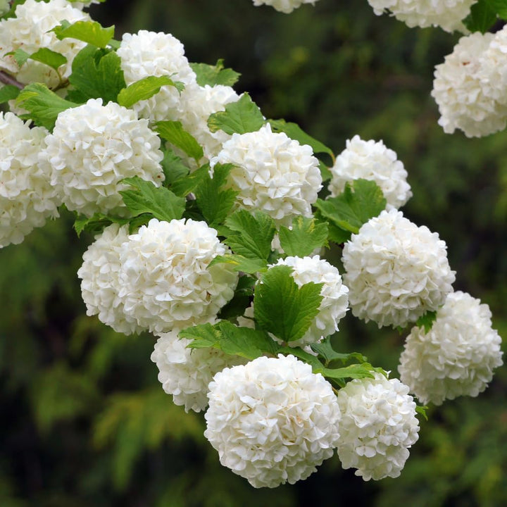 Viburnum Plant Live, Snowball Bushes Plant in 4 Inches Pot, Viburnum Live Plant, 6 to 8 Inc Long
