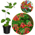 Honeysuckle Bush Climbing, Honeysuckle Plant Live Vine, Fragrant Lonicera Perennial Bushes Shrubs Potted (Major Wheeler)