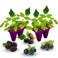03 BlackBerry Bushes Plants Live, 4-6" in for Spring Planting, Outdoor Growing, High-yielding Blackberries Trees, (Triple Crown Thornless BlackBerry)
