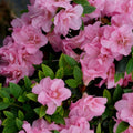 Pink Azalea Rhododendron Plant Live in 4 Inch Pot, Azalea Rhododendron Bush Shrub Bonsai Bloom in Spring, Late Summer, Fall Rebloom