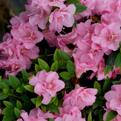 Pink Azalea Rhododendron Plant Live in 4 Inch Pot, Azalea Rhododendron Bush Shrub Bonsai Bloom in Spring, Late Summer, Fall Rebloom