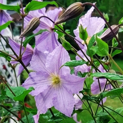Clematis Vine Plant Live for Planting Outdoor, Clematis Plants Live, 4 to 6 Inch Tall, 2.5 Inc Pot, Perennial Fragrant Flowers Plant, Lavender Purple